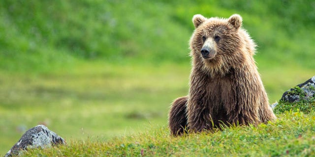 An Alaska man conducting a land survey in a wooded area was mauled by a bear but survived the attack and is being treated for his injuries at a hospital, authorities said.