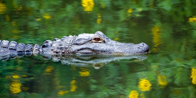 According to him, he had previously been bitten by an alligator.