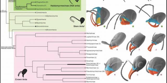 Phylogeny and Cephalic Homology of Hell Ants and Modern Lineages. (Credit: NJIT, Chinese Academy of Sciences and University of Rennes, France)
