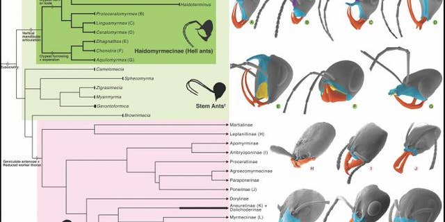 Phylogeny and Cephalic Homology of Hell Ants and Modern Lineages. (Credit: NJIT, Chinese Academy of Sciences and University of Rennes, France)