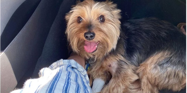 South Dakota Dog Takes Rattlesnake Bite For Its Owner While On Hike Report Fox News