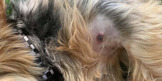 Bear the dog was bit by a rattlesnake in South Dakota. A single puncture wound on the dog’s chest is all that remains from the ordeal. (Photo courtesy of Devin Diede)