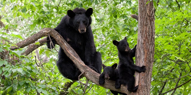 A female bear and two cubs entered an occupied Airbnb in Wilmington, Vt. on Aug. 16.