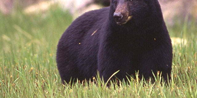 An Alaskan black bear. 