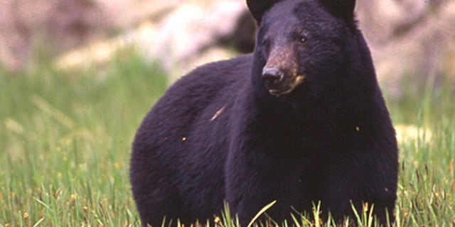 An Alaskan black bear.
