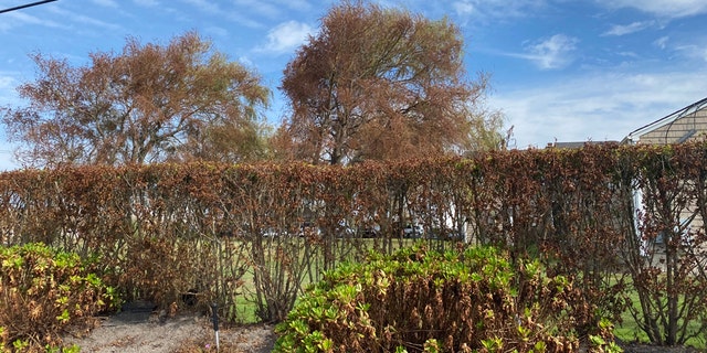 Several trees have withered, brown leaves on one side and are a normal green on the other on New York's Long Island after Tropical Storm Isaias.