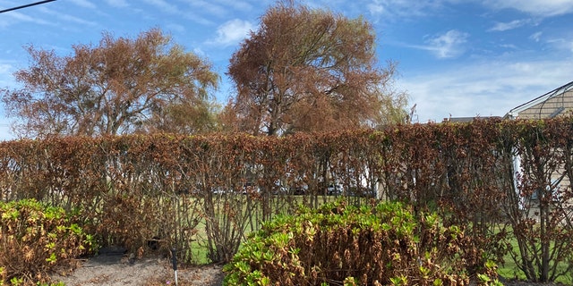Several trees have withered, brown leaves on one side and are a normal green on the other on New York's Long Island after Tropical Storm Isaias.