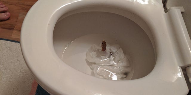 toilet snake