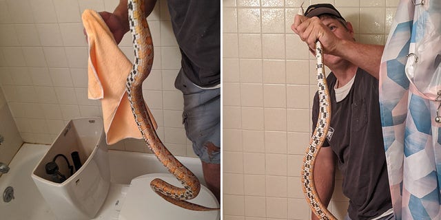 Sanford wrangled the four-foot corn snake from the apartment's toilet.