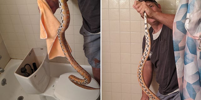 Sanford wrangled the four-foot corn snake from the apartment's toilet.