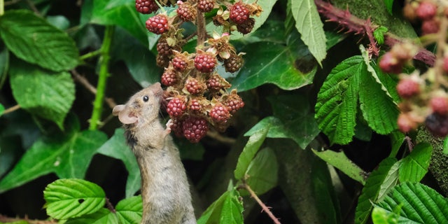 Gez Robinson, who works as a maintenance officer with the local council, had previously created a wildlife area in the top half of his garden with log piles and wild flowers.  (SWNS)