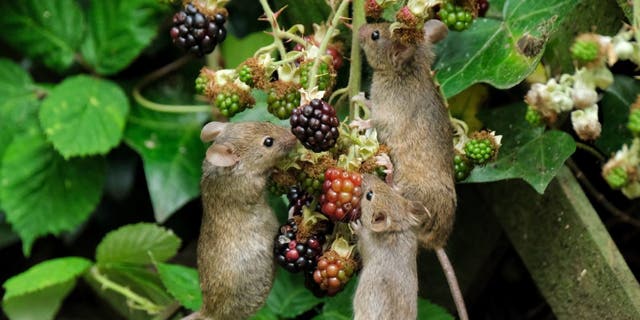 A family of little mice strike a pose as they clamber to reach a bunch of blackberries. (SWNS)