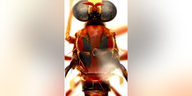Deadpool fly (Humorolethalis sergius) has markings on its back that resemble Deadpool’s mask. (Credit: CSIRO)