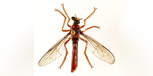 Deadpool fly (Humorolethalis sergius) has markings on its back that resemble Deadpool’s mask. (Credit: CSIRO)