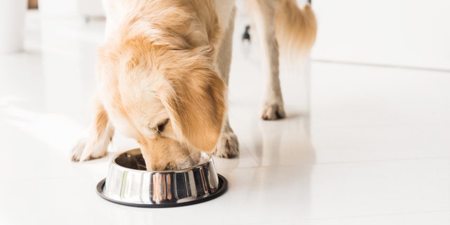 Pet food and supplies cost more right now due to today's inflation.
