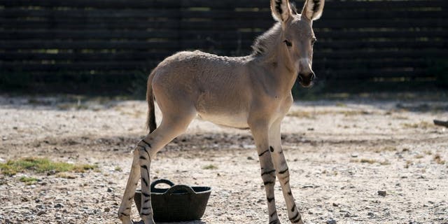 The African wild donkey have been a critically endangered breed since 1996 and now one rare foal calls Marwell Zoo home. Zookeepers at the Hampshire based zoo have reported that the foal is “very strong and active." (Credit: SWNS)