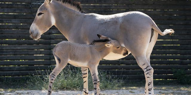 The African wild donkey foal born on August 5 at Marwell Zoo, Hampshire. (Credit: SWNS)