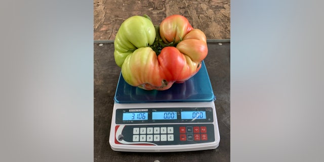 Smith got the seeds for his giant tomato from US tomato grower Larry Hill, from Minnesota - who yielded the seeds from his own, 7.65-pound tomato plant.