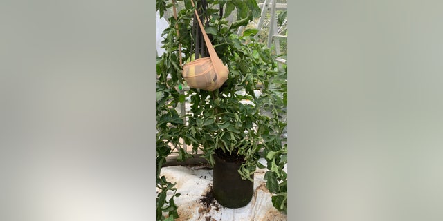 The huge fruit, which had to be suspended using a pair of tights so it did not fall off the stem, weighed in at a whopping 6.85 lbs., and measured 27.5 inches in circumference.