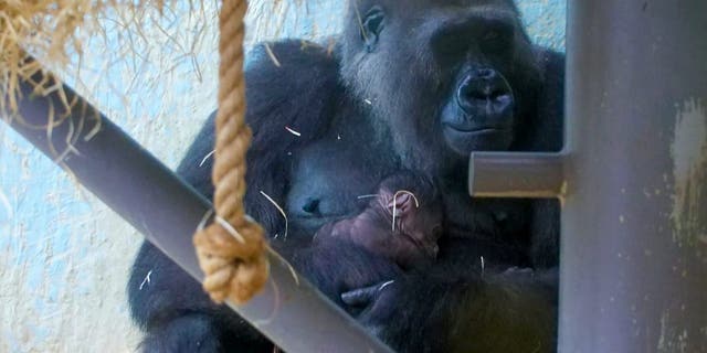 positive news The tiny western lowland gorilla arrived in the early hours of the morning in the Gorilla House at the zoo. Nine-year-old Kala gave birth naturally, overnight to the infant with dad, Jack, just a few meters away. (Credit: SWNS)