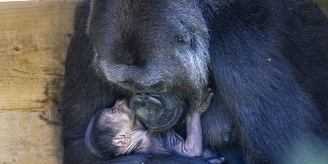 positive news Kala holds her 1-day-old gorilla at Bristol Zoo Gardens. (Credit: SWNS)