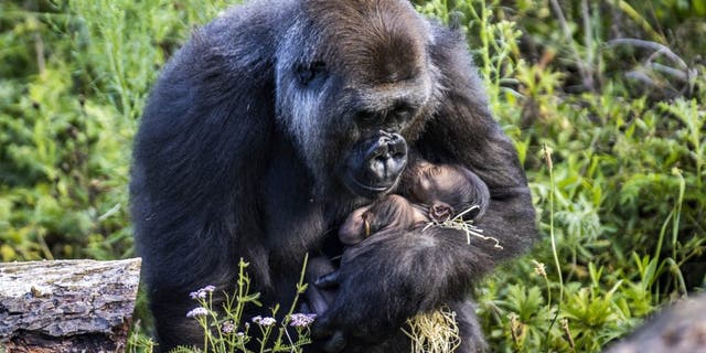 positive news Zookeepers at Bristol Zoo Gardens found the little gorilla nestling in the arms of its 9-year-old mother. (Credit: SWNS)