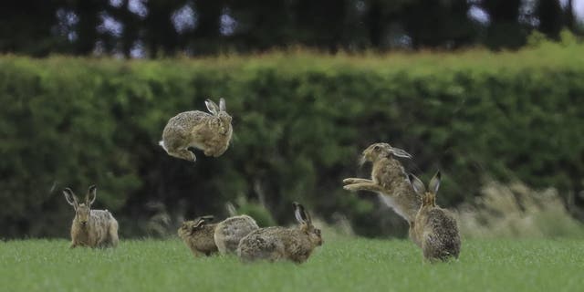 A hare seems to levitate as it fights with other hares in East Lothian, Scotland. This amazing photo shows two hares in the middle of a 'boxing match' - with one hare looking like it is levitating as it leaps through the air. (Credit: SWNS)