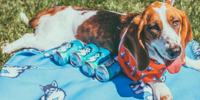 Hazy Pup IPA has a “light juicy body and crisp finish” with a tropical and citrus taste, according to the brewery. (Golden Road Brewing)