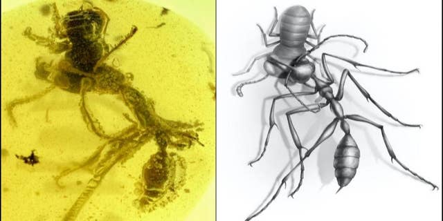 A fossil recently recovered from the age of the dinosaurs is giving scientists the most vivid picture yet of how one of the most enigmatic and fearsome groups of ants to exist once used their uncanny tusk-like mandibles and diverse horns to successfully hunt down victims for nearly 20 million years, before vanishing from the planet. (Credit: NJIT, Chinese Academy of Sciences and University of Rennes, France)