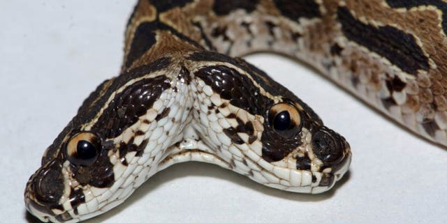 This rare two-headed Russell's viper was rescued by a team of rescuers in the western Indian state of Maharashtra. (Credit: SWNS)