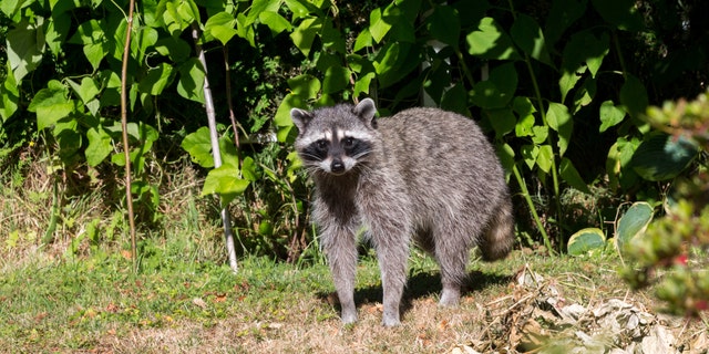 Forty animals have tested positive for rabies in 14 of Maine’s 16 counties this year. (iStock)