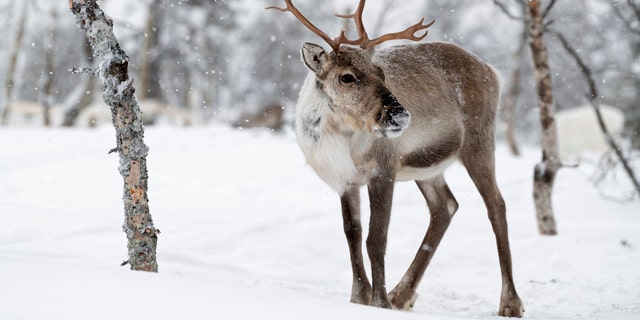 Reindeer are among some of the animals found to be in the high-risk group of getting infected by COVID-19, according to a new study. (iStock)