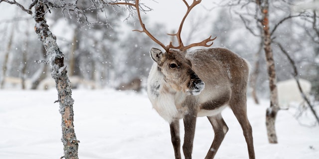 Reindeer are among some of the animals found to be in the high-risk group of getting infected by COVID-19, according to a new study. (iStock)