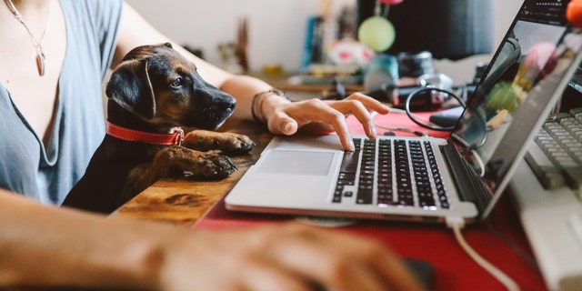 Young woman sitting at the desk at her home, working on the laptop while her puppy pet sits on her lap. Freelancer work from home concepts in casual atmosphere.