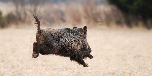 The family of boars “seemed to be peaceful,” though, she wrote in the post – that is until they apparently developed a taste for electronics.