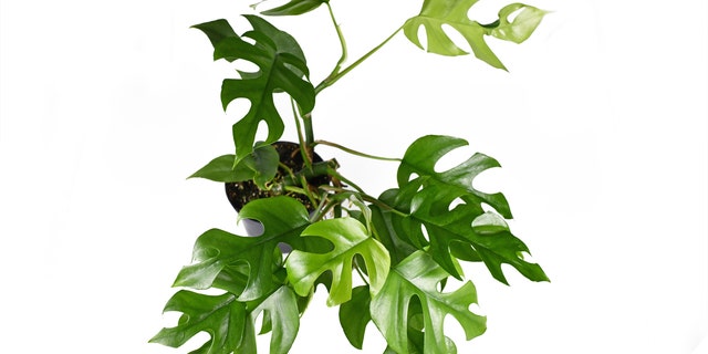 The nearly $5,300 price tag was for a Rhaphidophora tetrasperma, similar to the one pictured above