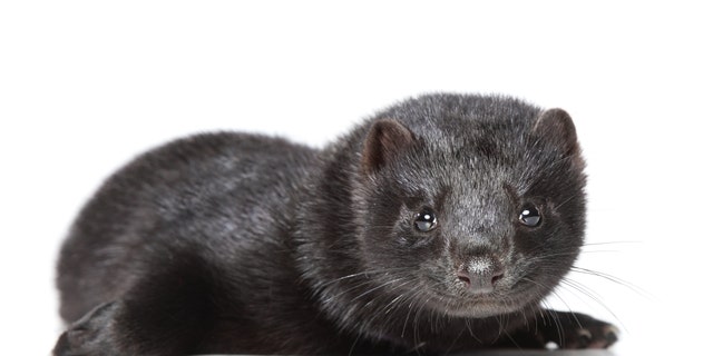 The first cases of novel coronavirus found in mink in the United States have been reported on two Utah farms