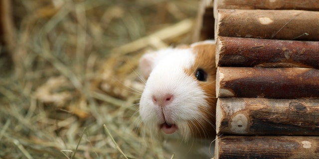 In the guinea pig study, the researchers investigated if tiny, non-respiratory particles or aerosolized fomites, could carry influenza virus between guinea pigs. (iStock)