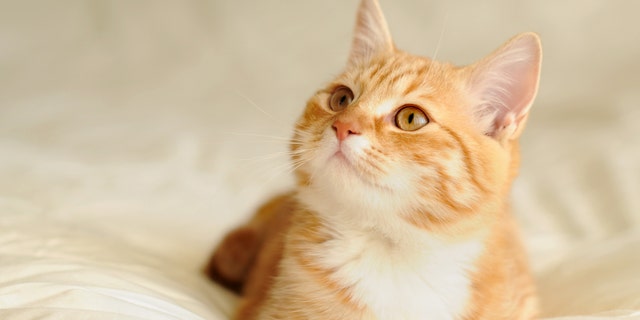 Make sure your home or apartment is fully cat-proofed before you welcome a new pet into your life — for the animal's health and safety.