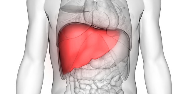 3D illustration of human organ anatomy (liver)