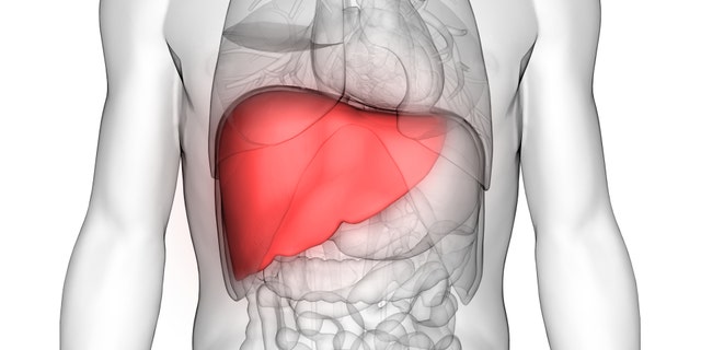 3D illustration of human organ anatomy (liver)