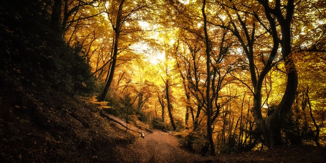 The Forest of Dean is located in Gloucestershire, a county in South West England. (iStock)