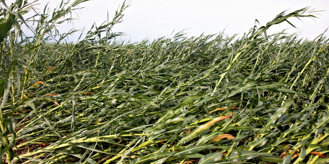 Corn plants lie on the ground following a derecho storm that moved across the Midwest with winds recorded near 100 mph in Iowa and Illinois.