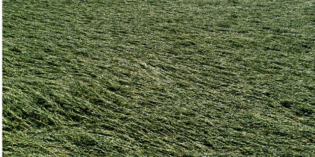 Iowa Gov. Kim Reynolds said that early estimates indicate that 10 million acres, or nearly a third of the state's crop land was damaged in a powerful storm that battered the region a day earlier.