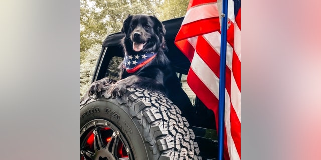 Jeep is holding a Top Canine contest for the dogs of its customers.