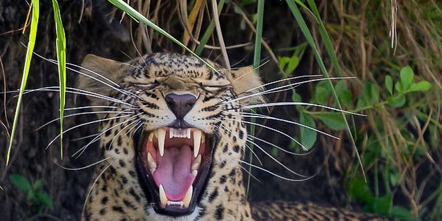 Kalahari Cheetah v Sunda Clouded Leopard - Carnivora