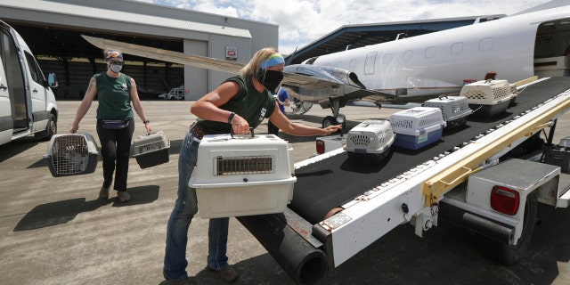 Houston SPCA staff members Linnea Wood, foreground, and Calista Stover carry pets from the Galveston Island Humane Society, onto a Wings of Rescue plane headed to Dallas/Fort Worth Tuesday, Aug. 25, 2020, in Houston, as Hurricane Laura threatens the Texas coast. 