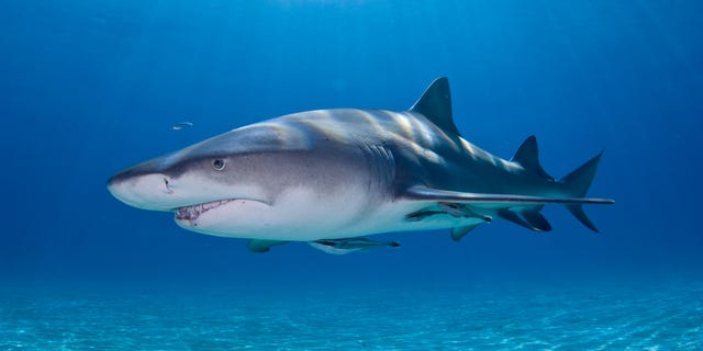 Image of Lemon Shark.