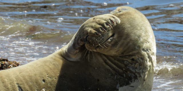 This is the moment a camera-shy seal was captured on film. (Credit: SWNS)