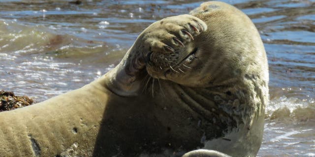 This is the moment a camera-shy seal was captured on film. (Credit: SWNS)